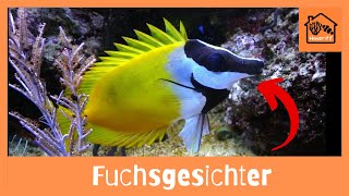 Wie halte ich Fuchsgesichter im Meerwasseraquarium [upl. by Bubalo859]