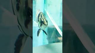 Datnioides microlepisIndonesian Tigeraquarium fishtank viralvideo [upl. by Kylila]