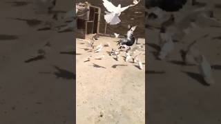 Flying pigeon 🐦pigeon kabutar viralsongpigeonlover funnybird slpethouse shayari [upl. by Salamanca12]