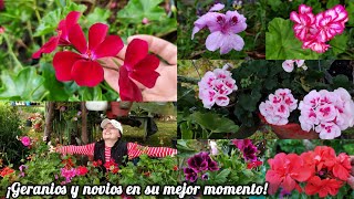 ¡Explosión de Flores Geranios y Novios en su Mejor Momento 🌸  Cuidados después de la Lluvia [upl. by Valaree]