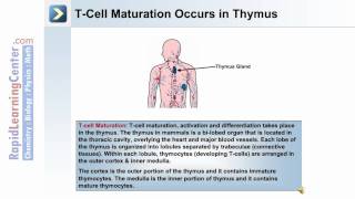 Immunity and The Lymphatic System  Part 2 of 2 [upl. by Aurelio]