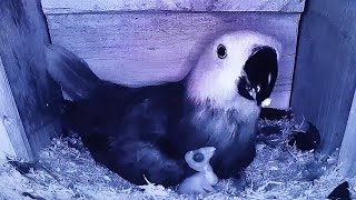 Inside Nestbox Of Eclectus Parrot  Cam View beautiful cute cutebaby birds [upl. by Ramsa]