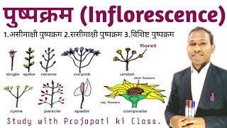 पुष्पक्रम  Inflorescence  Types of inflorescence  biology  botany  prajapati ki class [upl. by Orfield]