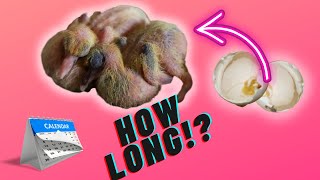 How Long Do Pigeon Eggs Take To Hatch [upl. by Annaeel]