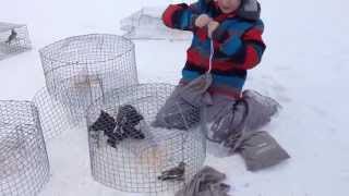 Hilliardton Marsh Snow bunting banding [upl. by Rese153]