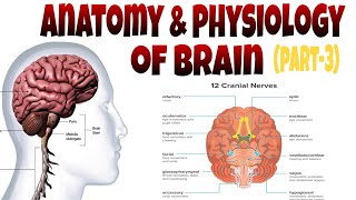 Anatomy and physiology of Brain structure definition types functions and cranial nerve of brain [upl. by Katie]