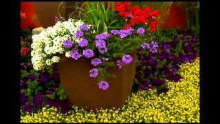 Proven Winners® Gardener Channel Proven Winners® Superbena® Royal Chambray Verbena [upl. by Naujej]