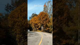 Fall Color 4k 2024 Don’t miss the end 😍 fallcolors trending tamil nature reels autumncolors [upl. by Caundra]