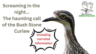 Whats that Scream in the Night It could be a Bush Stone Curlew birds australia birdcall [upl. by Dranoc744]