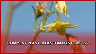 Comment planter des tomates cerises   Les Potagers de Julie [upl. by Aiehtela174]