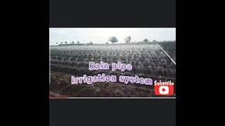 💦Irrigation MethodsRain pipe irrigation systemWater useefficiencyshotsatisfying [upl. by Akiemehs]