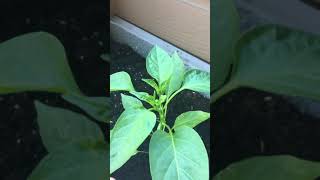 Pepper Plant Pruning Comparison [upl. by Teerpnam995]