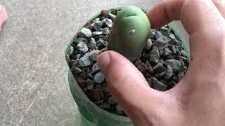 Trichocereus Bridgesii Monstrose Small Update [upl. by Cynthia]