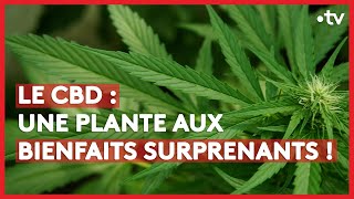 Tout ce qu’il faut savoir sur le CBD  LE  DENVOYÉ SPÉCIAL [upl. by Ahsienyt770]