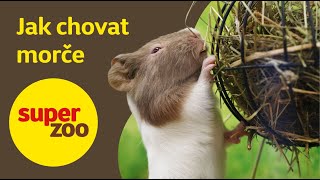 Jak chovat morče  Super zoo [upl. by Nwavahs473]