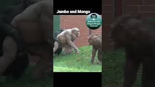 Jambo and Mongo shorts HairlessChimp [upl. by Cavill993]