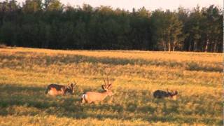 Monster Mule Deer 160200 PampY Deer In Alberta Canada Hunting With Mikes Outfitting [upl. by Retsila]