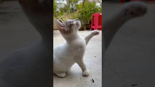 Pure Joy Watch This Happy Kitten in Action [upl. by Colfin]