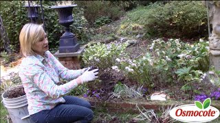 How to Separate amp Replant Astilbes in Deep Shade [upl. by Enna]