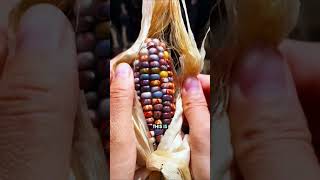 Ornamental Corn Edible Delights and Decorative corn shorts [upl. by Meesaw]