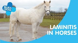 Laminitis In Horses  Blue Cross Pet Advice [upl. by Niwrehs]