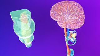 3D Medulla Embryology  Rhombencephalon Embryology Part 2  Neuroembryology Part 5 [upl. by Sulakcin641]