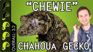 Chahoua quotChewiequot Gecko The Best Pet Lizard [upl. by Aliac]