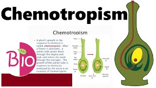 What is Chemotropism by Simply The Best BIO [upl. by Normy]