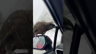 Bird REFUSES to Get Off of Cars Side Mirror [upl. by Shurlocke]