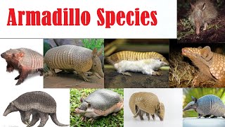 Armadillo Species  All Armadillo Species List  Espécies de tatu [upl. by Atcele]