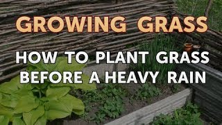 How to Plant Grass Before a Heavy Rain [upl. by Nylauqcaj703]