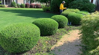 🌳 Cómo Podar Los Arbustos Como Un Profesional 🌳 🚨Video Natural 🚨DIY [upl. by Wiltsey]