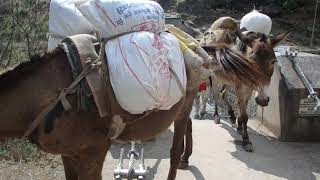 Mule train in the Tsum valley in Nepal [upl. by Pallaten]