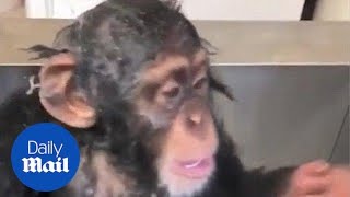 Miracle baby chimp adores having a shower  Daily Mail [upl. by Mechling]