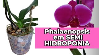 COMO PLANTAR PHALAENOPSIS EM SEMI HIDROPONIA NO VASO PLÁSTICO phalaenopsis orquídeas [upl. by Dry]