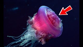 This Jellyfish Never Dies Turritopsis Dohrnii [upl. by Souza]