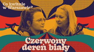 Dereń biały o czerwonych pędach [upl. by Lap]