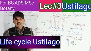 life cycle of ustilago2 [upl. by Itraa]