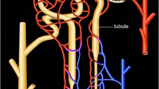 Néphron système de filtration rénale [upl. by Gotcher]