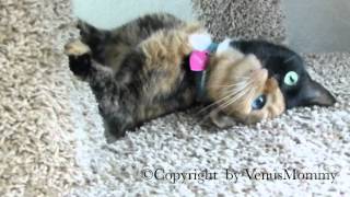 Venus the Chimera kitty playing on cat condo CUTEST VIDEO YET [upl. by Amocat74]