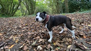 Hello Autumn 🍂 walking our Staffy dog 🐶 dog autumn walks [upl. by Norod]