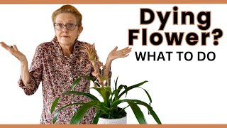 DYING BROMELIAD FLOWERS 3 Key Tips amp What You Need To Do [upl. by Ambrosi]