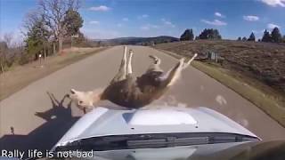 RALLY CARS HITTING ANIMALS FATAL [upl. by Aihc]