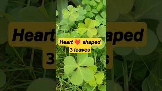 𝙊𝙭𝙖𝙡𝙞𝙨 𝙥𝙡𝙖𝙣𝙩 shorts short biology botanylove garden nature plants 11thbiology [upl. by Eat]