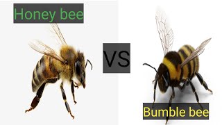 The Ultimate Guide To Differences And Similarities Between Bumble bee And Honey bee [upl. by Notsrik671]