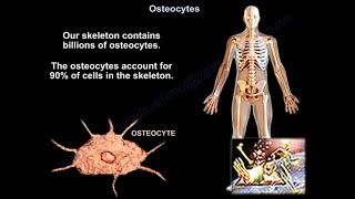 Osteocytes  Everything You Need To Know  Dr Nabil Ebraheim [upl. by Kciderf]