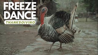 THANKSGIVING FREEZE DANCE  PE Games  BRAIN BREAK  K5 Dance [upl. by Drarehs]