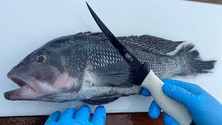 How to Fillet amp Clean Black Sea Bass [upl. by Phail]