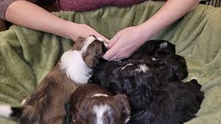 Havanese puppies 4 weeks old  Candys litter [upl. by Ppik]