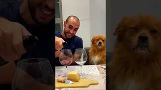 We need separate food and plate 🐕😂😂pet funny dog foryou asmr shorts [upl. by Nnaycnan]